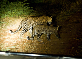 Flatdogs Camp - South Luangwa